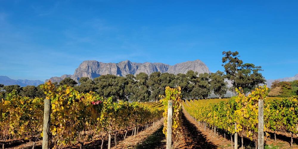 Blick durch herbstliche Rebgänge im Weinberg vor Bergmassiv und blauem Himmel in Südafrika