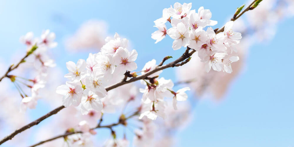 Wine recommendations perfect for spring