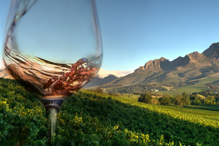 Bestseller - Our customer´s favourite wines