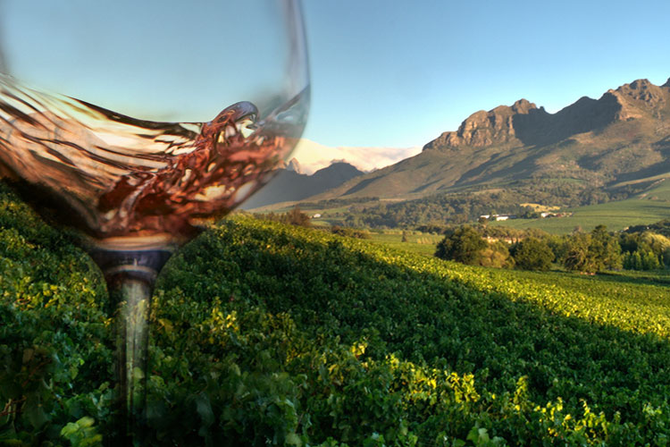Bestseller - Our customer´s favourite wines