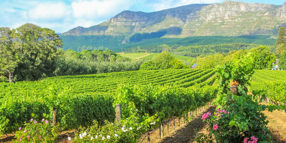 Südafrikanische Landschaft mit Weinanbau auf grünen weitläufigen Weinfeldern