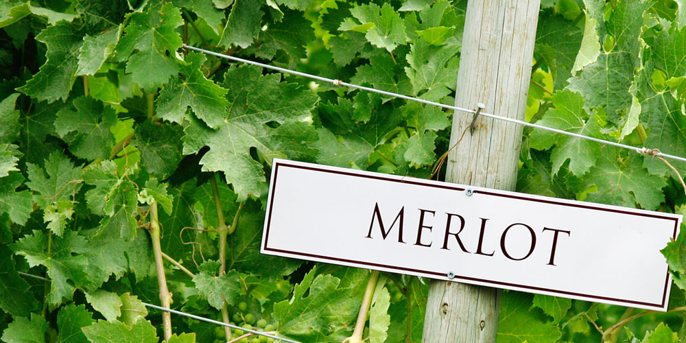 Ein Schild mit der Aufschrift Merlot steht in einem Weinfeld mit grünen Weinblättern