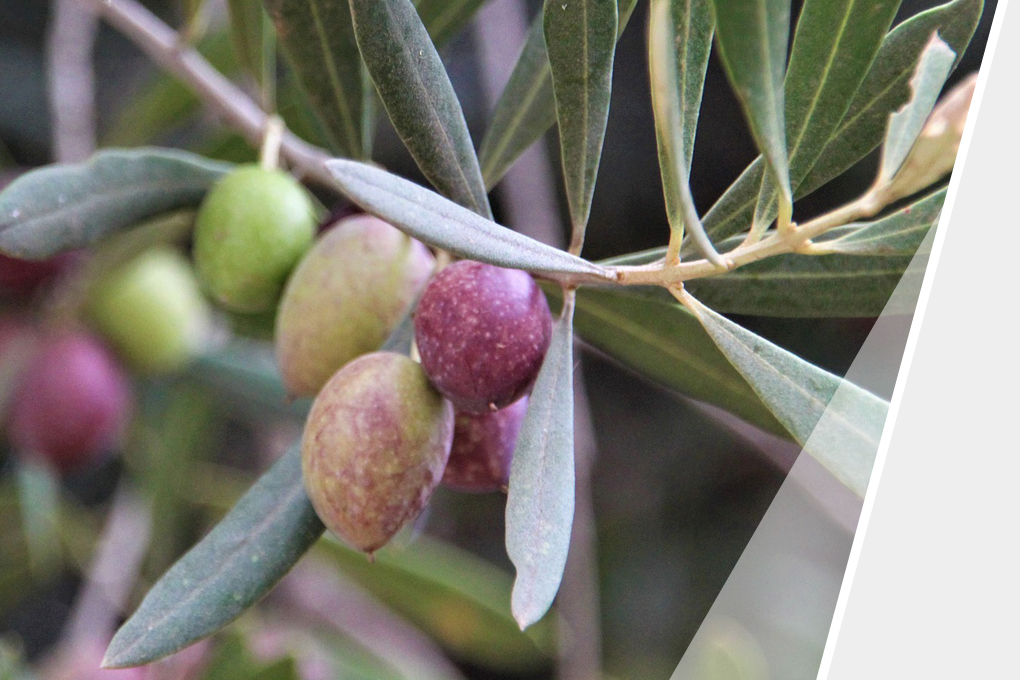 Olivenöl aus Südafrika