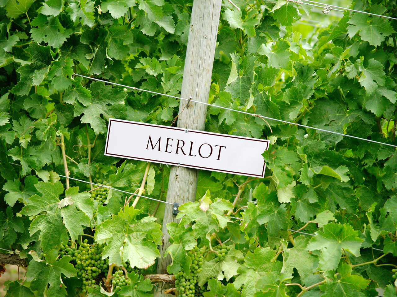 Merlost Merlot South African Merlot and the concept of the Merlot Forum