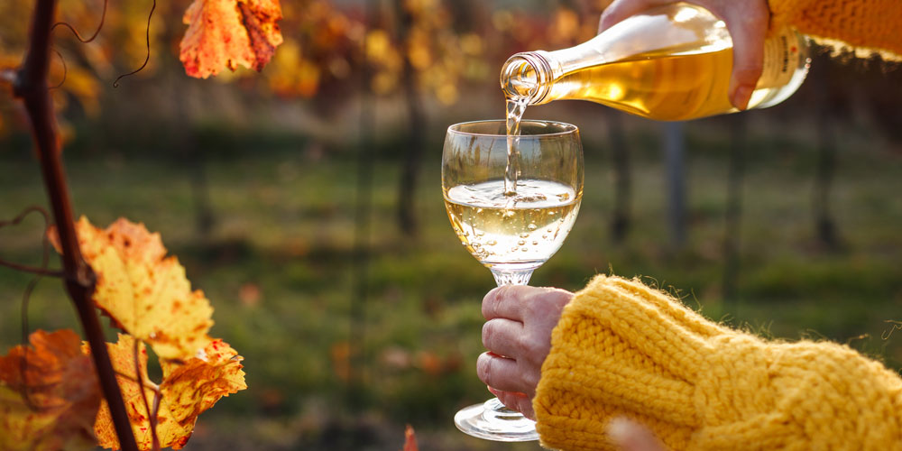 Autumn wines – Discover full-bodied delights