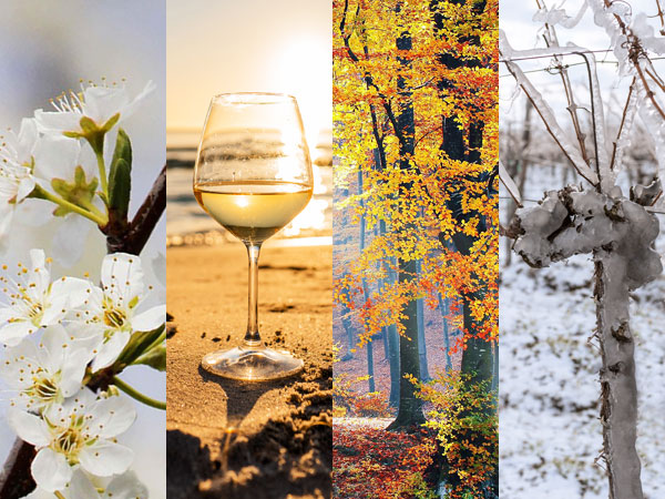 Seasonal Wine recommendations