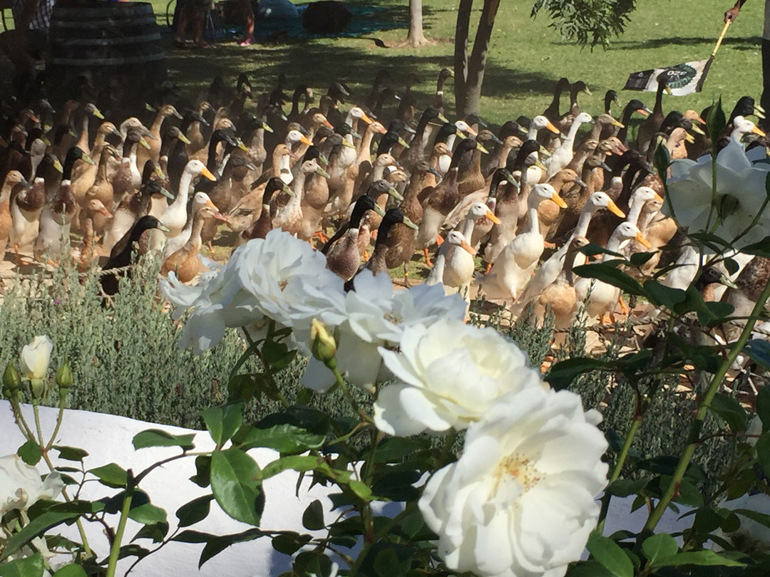 Vergenoegd Löw The Wine Estate