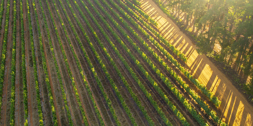 Weinplantage in der Weinanbauregion Swartland in Südafrika