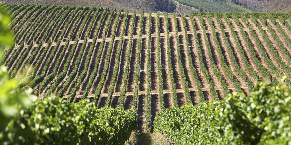 Landschaft in der Weinanbauregion Elgin in Südafrika