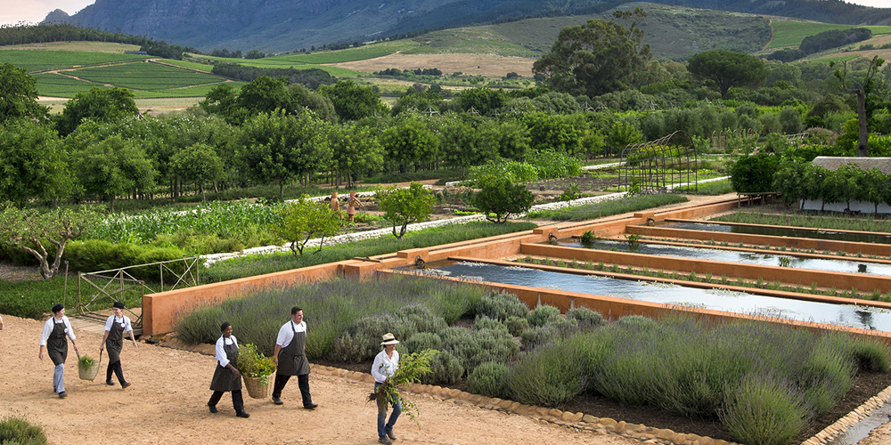 Das Weingut Babylonstoren mit sanften, grünen Weinfeldern und Erntehelfern mit Körben in der Region Paarl in Südafrika