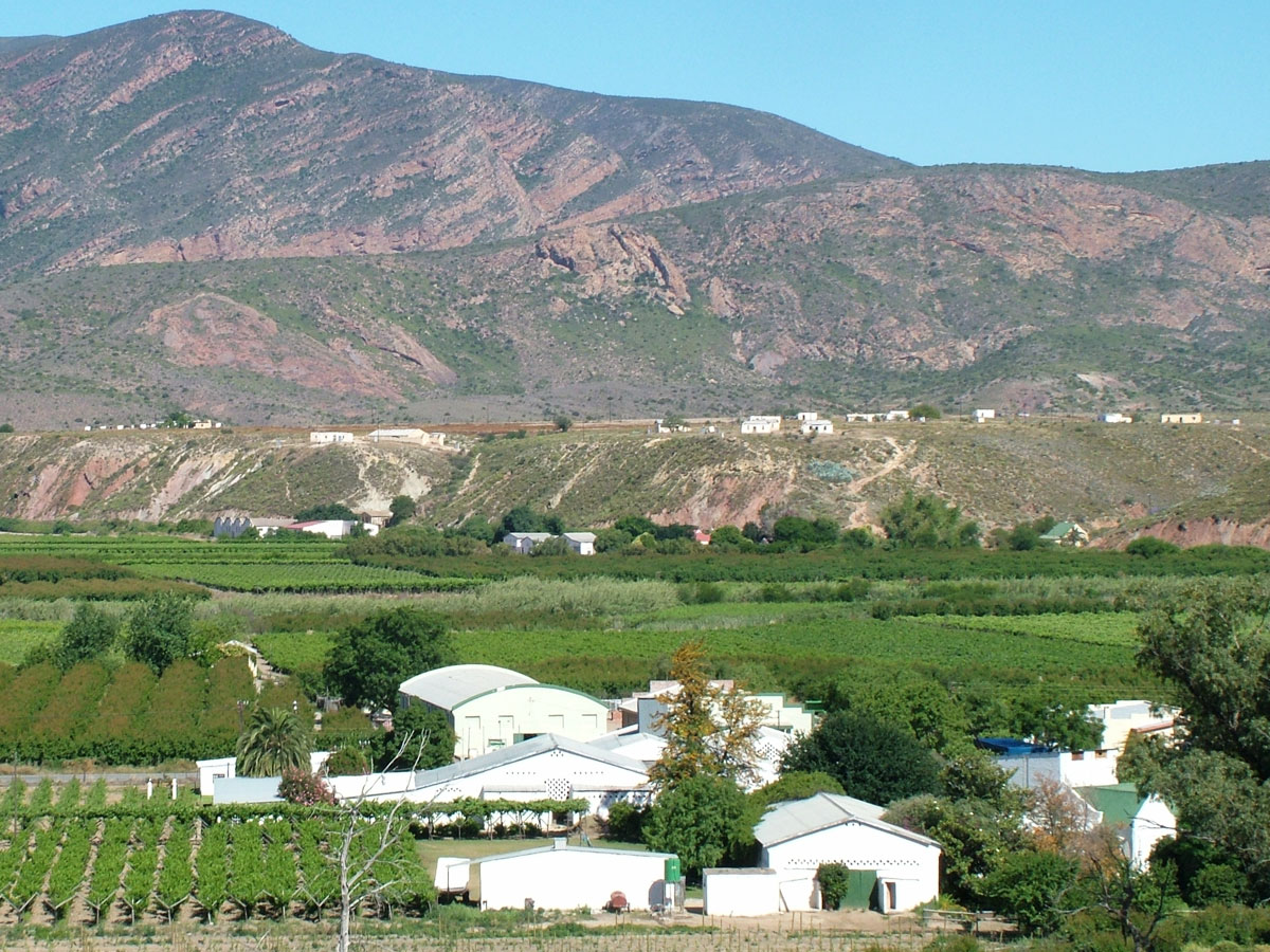 Blick über ein grünes Weinfeld auf die Weinkellerei De Krans in der Region Klein Karoo in Südafrika gelegen.